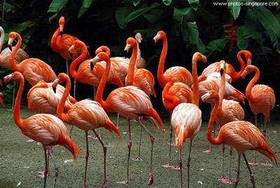 Singapore Attractions