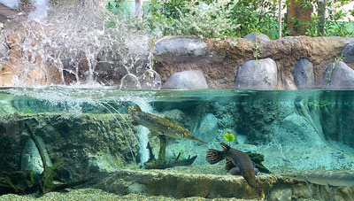 River Safari 2