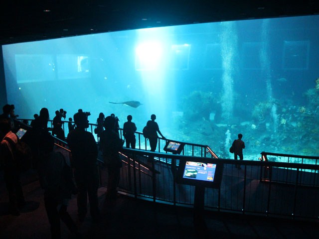 where-to-stay-in-singapore sea_aquarium2