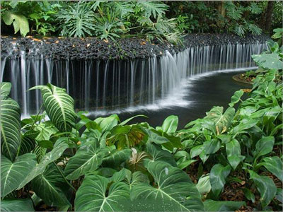新加坡自助游攻略,新加坡植物园
